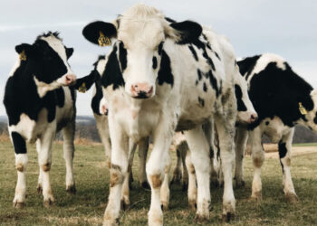 Bruceloza potvrđena na imanju u Vogošći: Zabranjen promet životinja i prodaja mlijeka