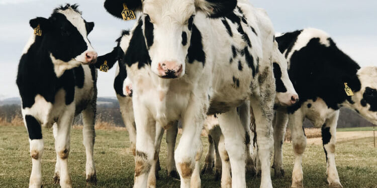 Bruceloza potvrđena na imanju u Vogošći: Zabranjen promet životinja i prodaja mlijeka