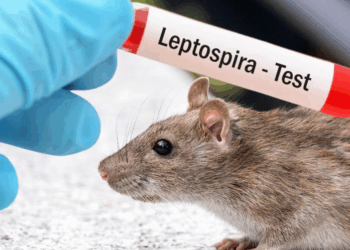 Leptospiroza potvrđena i u Republici Srpskoj: Oboljeli u Banjoj Luci, Doboju i Foči