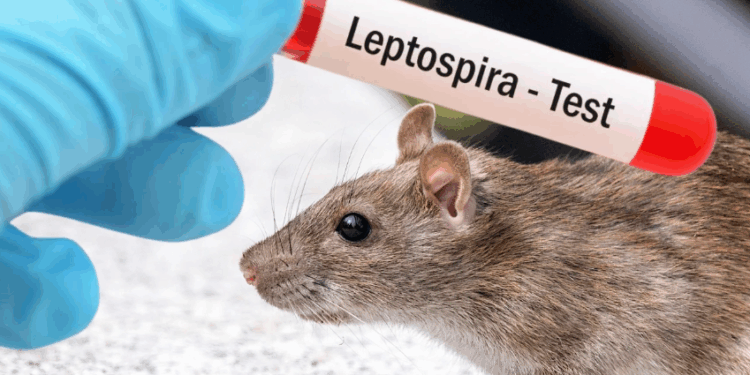 Leptospiroza potvrđena i u Republici Srpskoj: Oboljeli u Banjoj Luci, Doboju i Foči